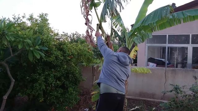 Banana bunch harvest 100 percent organic