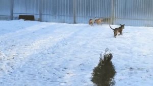 Щенки Кадебо на прогулке