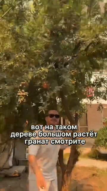 Как растут фрукты? #фрукты #природа #турция #turkey