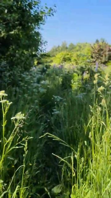 13 - сквозь терни #bike #myway #mybike смотреть онлайн