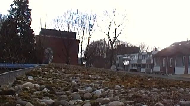 seagulls and magpies смотреть онлайн