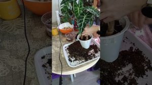 Алоказии Псевдо Полли в групповой посадке.