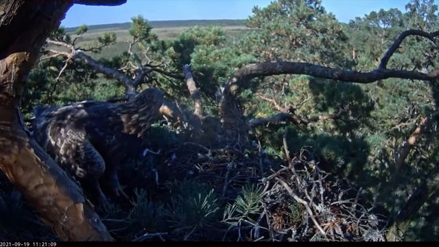 Kaljukotkas::Golden Eagle Helju visited nest and brought a big twig.19.09.2021 смотреть онлайн