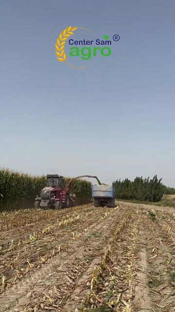 Corn harvest 2023 / Mısır hasadı 2023 / Урожай кукурузы 2023 #corn #harvest  #agro