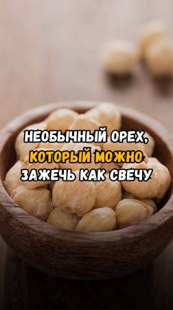 Необычный орех, который можно зажечь как свечу 🕯️