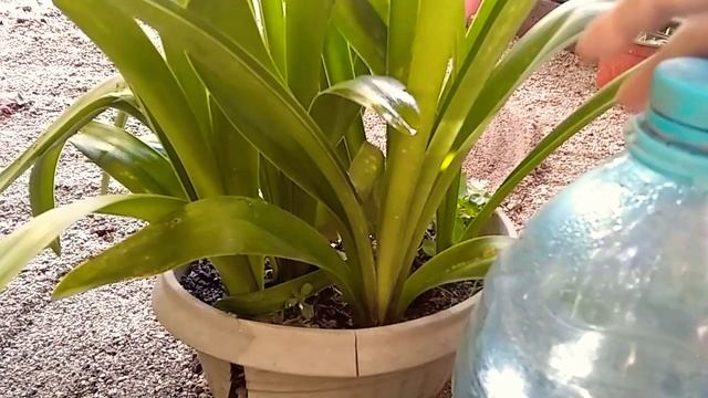 ¿COMO FERTILIZAR  AMARILIS?/HOW TO FERTILIZE AMARILLYS? смотреть онлайн