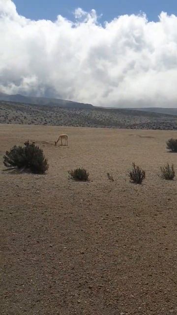 Vicuñas 🦙 #shorts #short #cortos #travel #otaku #bb смотреть онлайн