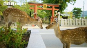 BBC Earth: Город Где Люди Живут Бок о Бок с Оленями | Asia