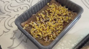 Микрозелень. Набор для выращивания микрозелени с маркетплейса. 12 культур меньше 1000 рублей