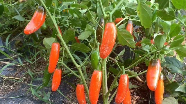 Orange spice Jalapeño Pepper смотреть онлайн