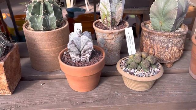 🌵 🌞 Unique collection of Astrophytums, Euphorbias and other amazing succulents 😀 🌵