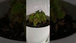 Cephalotus follicularis /цефалотус мешочковый - хищное растение Австралии