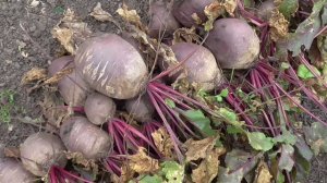 Свекла БОРО