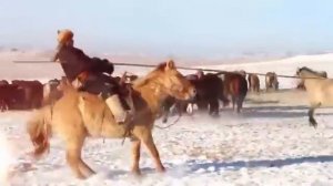 Төрмандах Аархал Turmandah Aarhal