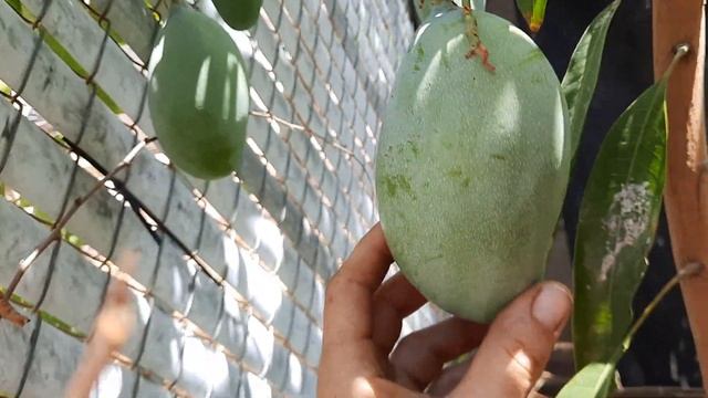 Growing mangos in the desert! My favorite tropical fruit tree!