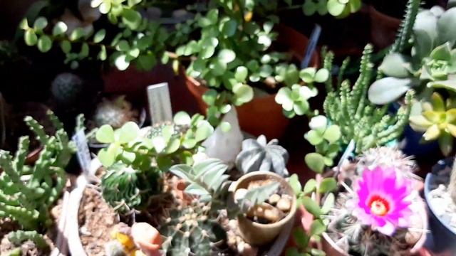 Cactos florindo e diferença das Mammillárias Prolífera e Diodica смотреть онлайн