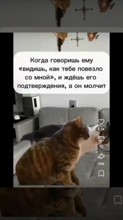 Ох уж эти смешные животные. Котам холодно