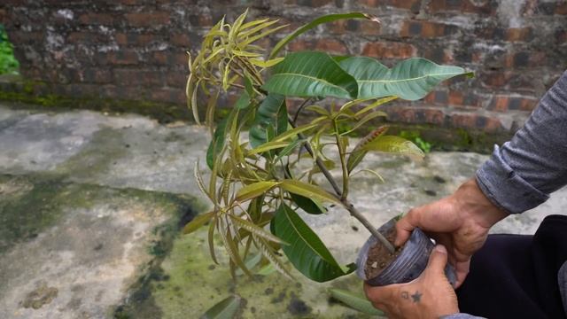 SUPER SPECIAL way to propagate mango using only aloe vera to help the tree produce fruit super fast смотреть онлайн