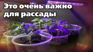 Досветка и закалка рассады. Рекомендации специалиста