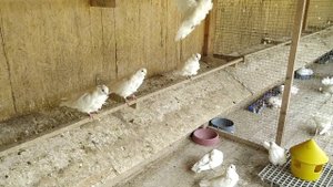 Китайская чайка