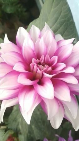 Beautiful pink Daheliya with white shade.❣️it's looking beautiful. #garden #flowers #amazingplants