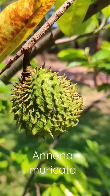 Смета́нное я́блоко, или анно́на колю́чая. Annona muricata.