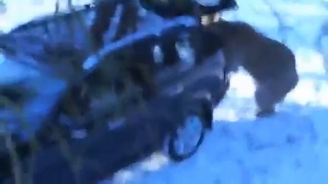 Умный медведь смотреть онлайн