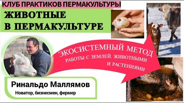 ЖИВОТНЫЕ В ПЕРМАКУЛЬТУРЕ. СПИКЕР - НОВАТОР И БИЗНЕСМЕН РИНАЛЬДО МАЛЛЯМОВ