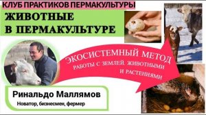 ЖИВОТНЫЕ В ПЕРМАКУЛЬТУРЕ. СПИКЕР - НОВАТОР И БИЗНЕСМЕН РИНАЛЬДО МАЛЛЯМОВ