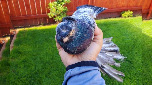 (Челгар) двухчубы смотреть онлайн