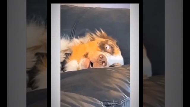 новая подборка смешных видео! обещаю смех 221 смотреть онлайн