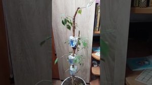 √1,√2,√3 фикус 125 Бенджамина (Бонсай)