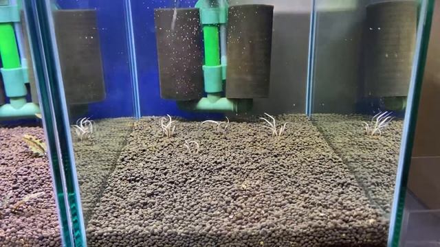 クリプトコリネ・フラミンゴ〜植栽編〜 смотреть онлайн