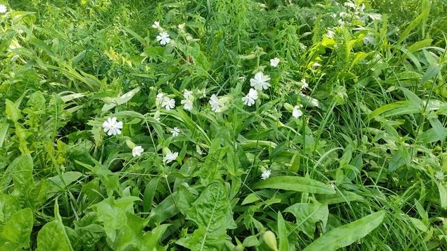 Дрёма белая растет днём у моста смотреть онлайн