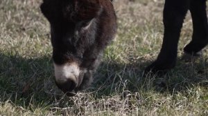 Раненого стрелой ослика заметили в полях под Анапой