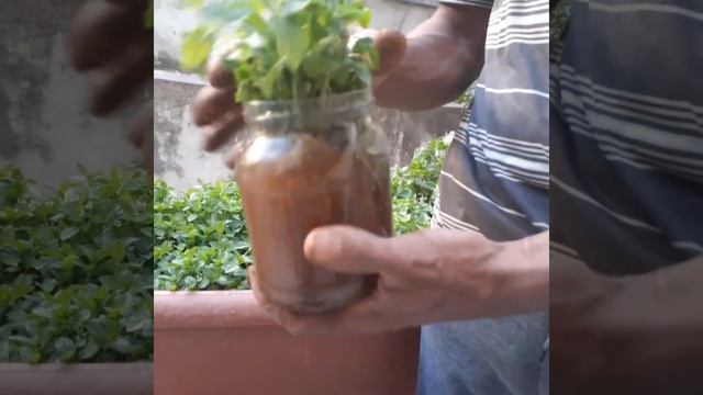 مش هتشتري نعناع بعد اليوم/اسهل طريقة لزراعة النعناع في المنزل/growing mint/زراعة النعنع смотреть онлайн