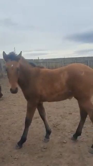 Лошади Хакасии смотреть онлайн