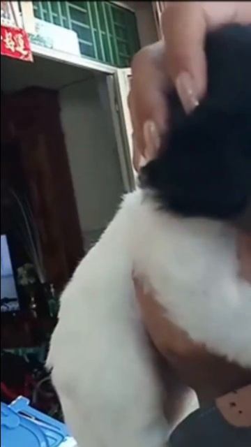 My Lovely Puk Puk смотреть онлайн