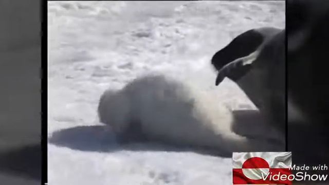 Greenland Seal ' 🇬🇱 смотреть онлайн