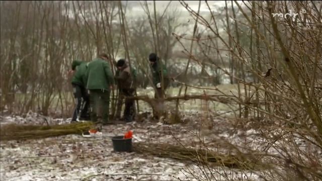 Hecken einmal anders | MDR Garten смотреть онлайн