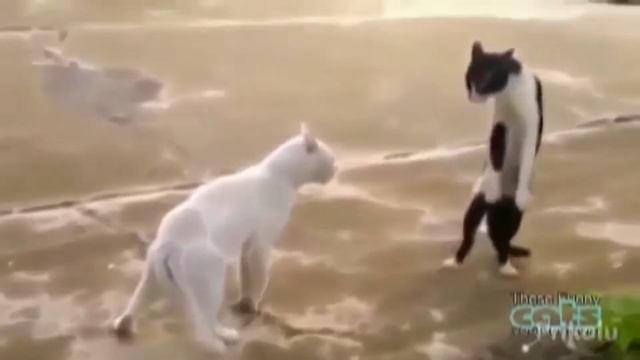 запретное видео