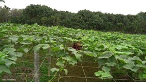 "Welcoming the Baby Chicks Born - Rice Farming, Harvesting Chayote to Sele. Trieu Mai Huong