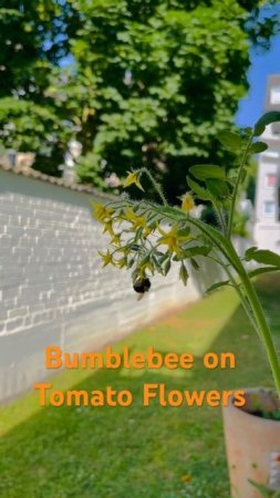 A Cute Bumblebee on Tomato flowers