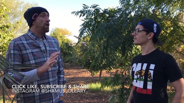 A great example of a kick ass micro climate for tropicals смотреть онлайн