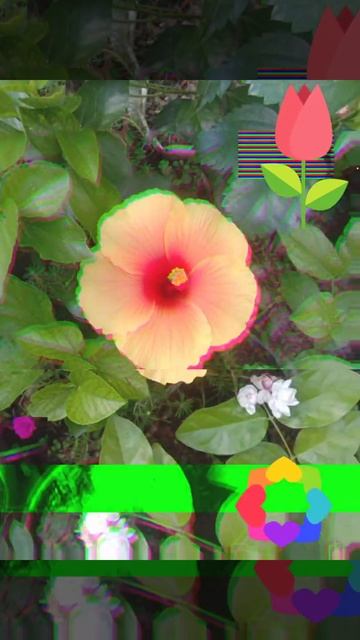 my hibiscus flowers collection 