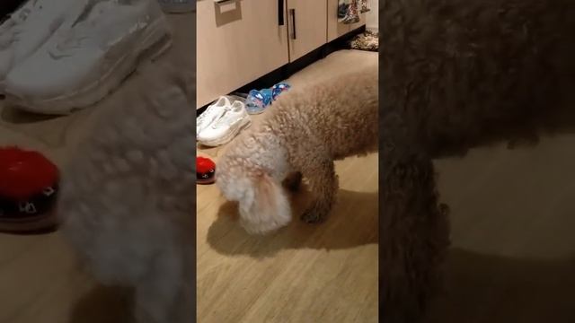 Купили пуделю Перси новую игрушку смотреть онлайн