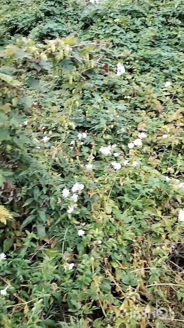 Дикий хмель смотреть онлайн