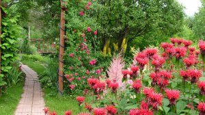 Мой 2017 сад фото и видео посл