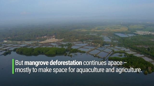 Mangrove restoration for all смотреть онлайн