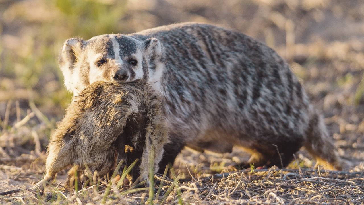 Американский барсук – настоящий бронированный экскаватор! Закапывает коров и дружит с койотами! смотреть онлайн
